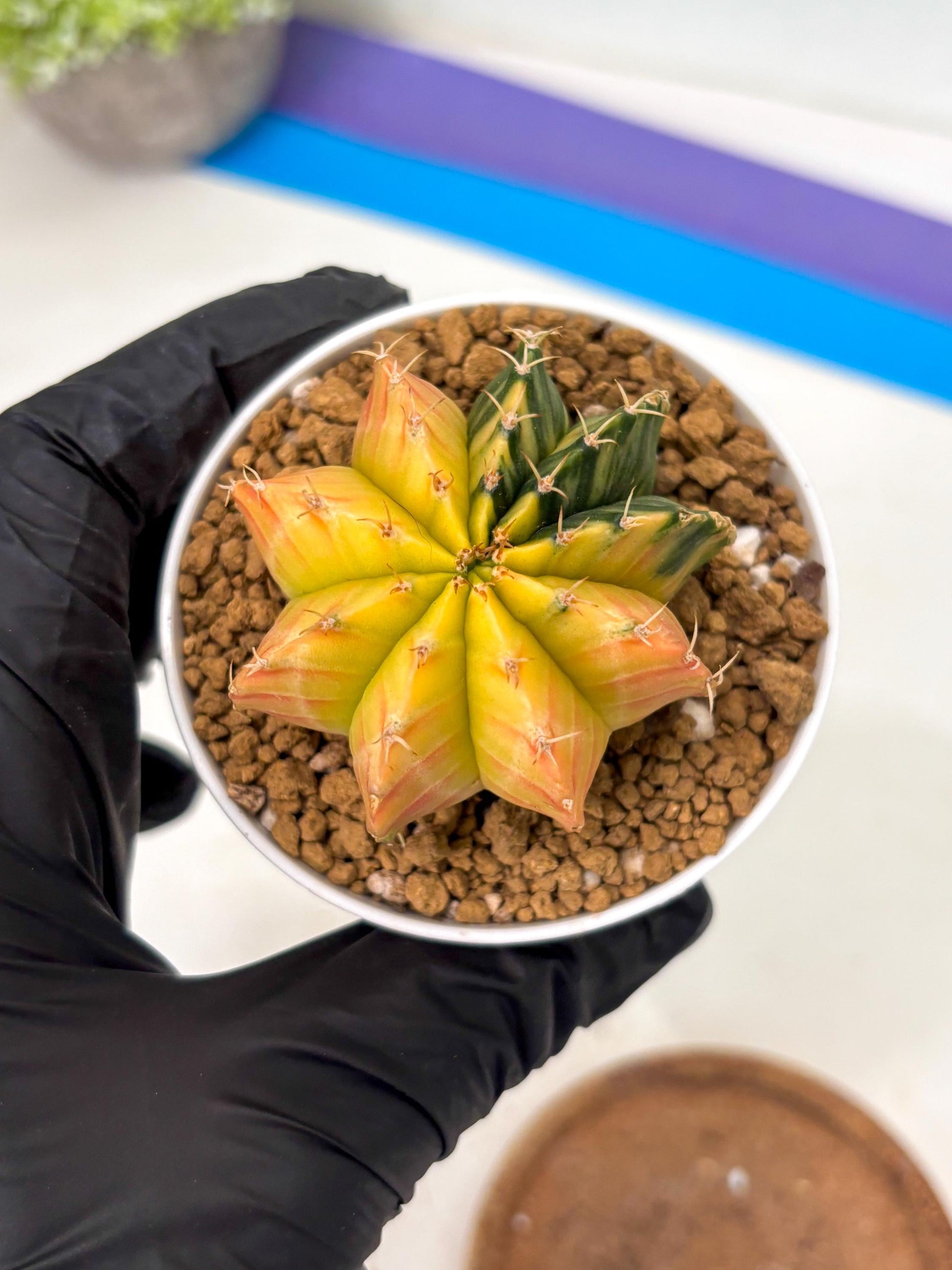 Gymnocalycium Lb Hybrid (gy16) (b1)