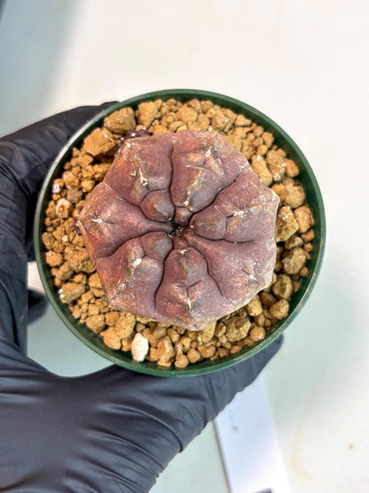 Gymnocalycium Daydream (gy16) (b2) | Rare Hybrids