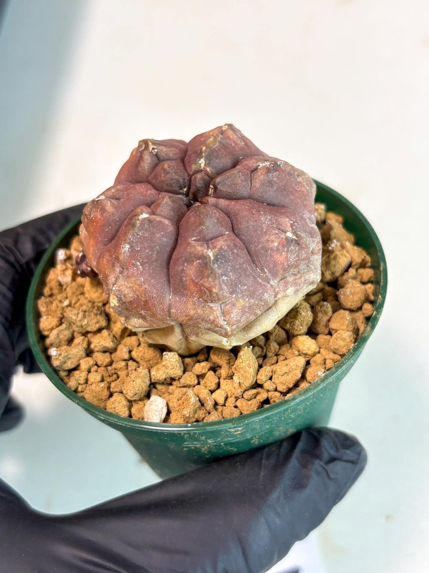 Gymnocalycium Daydream (gy16) (b2) | Rare Hybrids