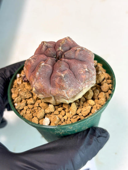 Gymnocalycium Daydream (gy16) (b2) | Rare Hybrids