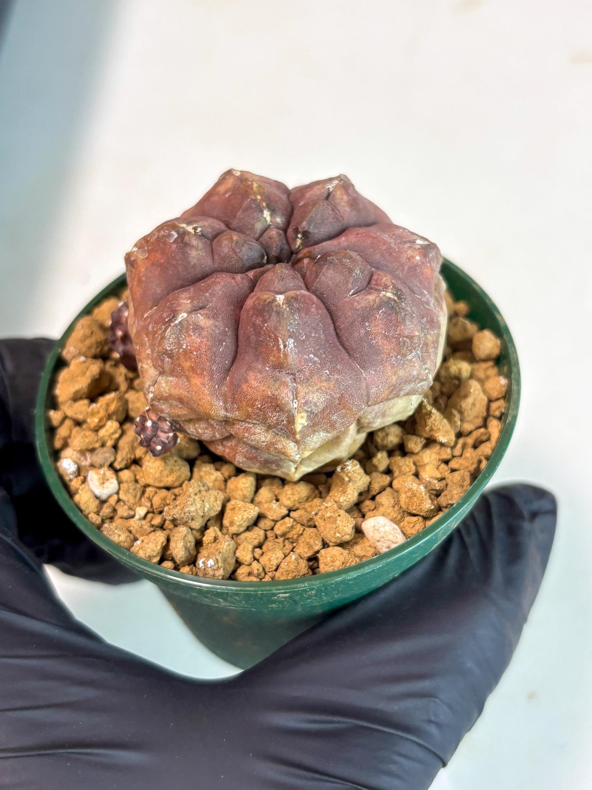 Gymnocalycium Daydream (gy16) (b2) | Rare Hybrids