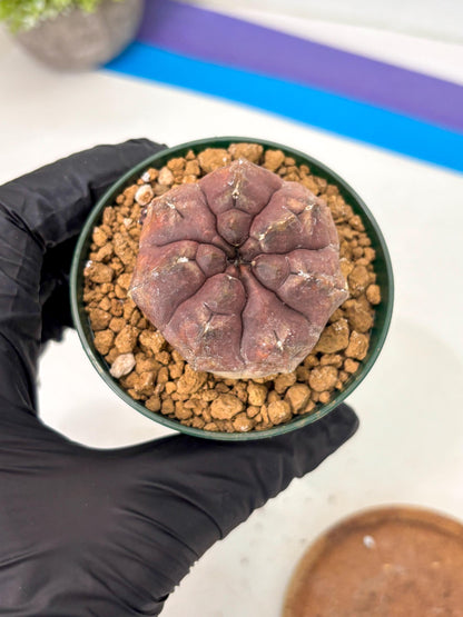 Gymnocalycium Daydream (gy16) (b2) | Rare Hybrids