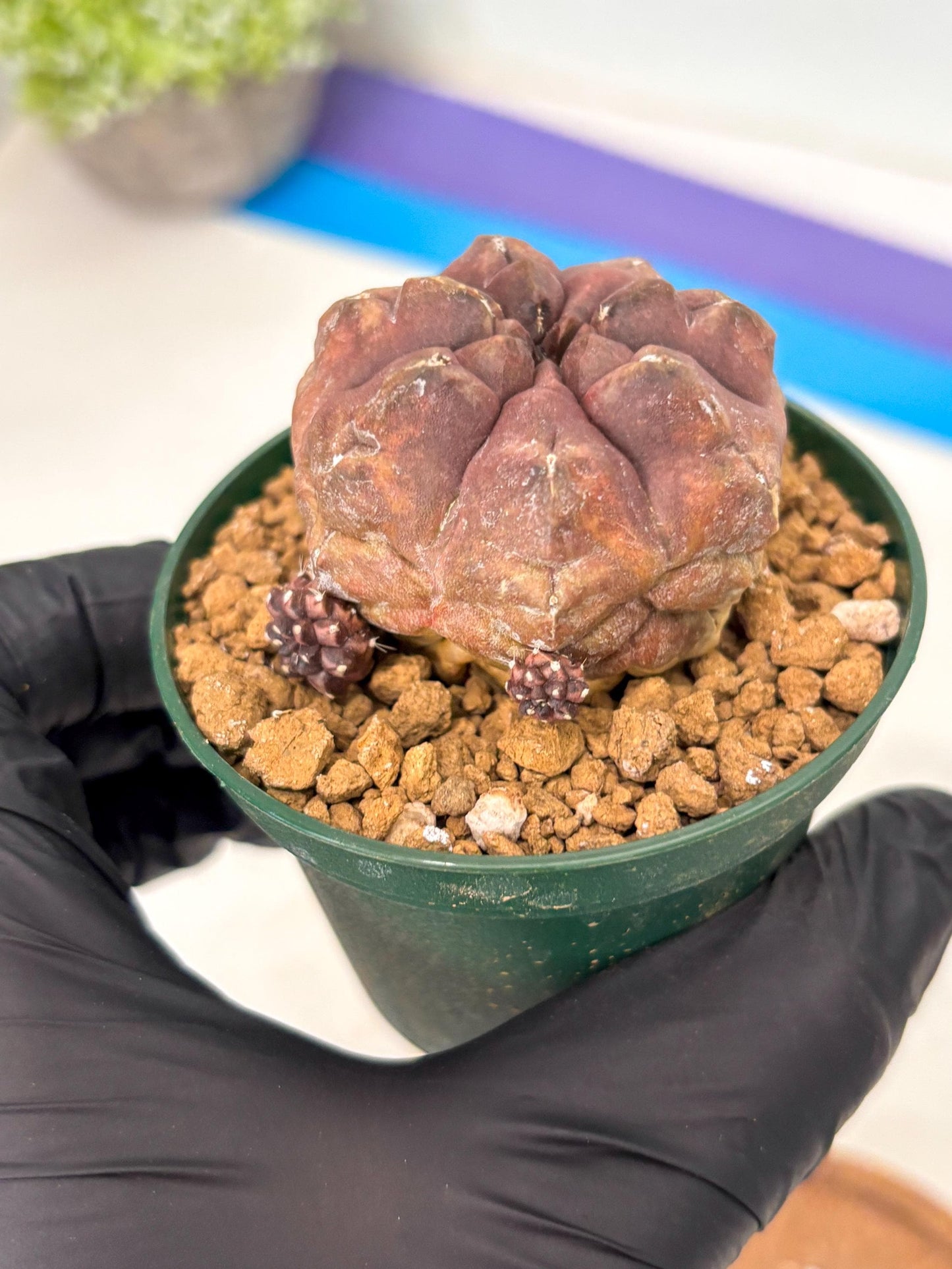 Gymnocalycium Daydream (gy16) (b2) | Rare Hybrids