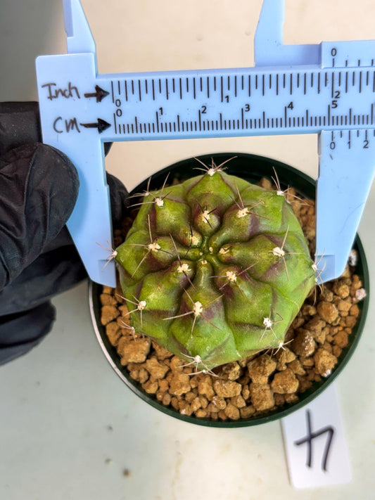 Gymnocalycium Chinese Dates (gy16) (b4) | Rare Hybrids