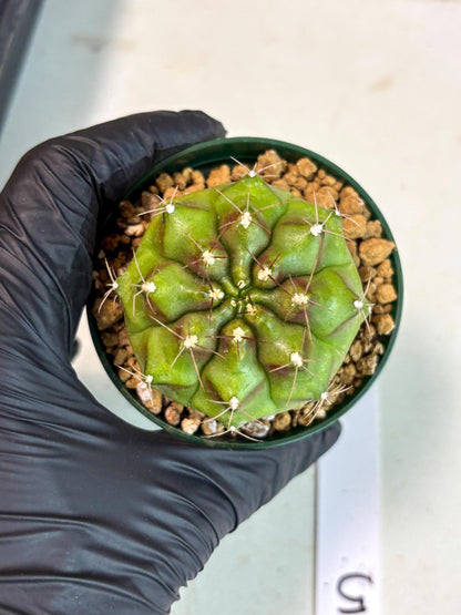 Gymnocalycium Chinese Dates (gy16) (b5) | Rare Hybrids