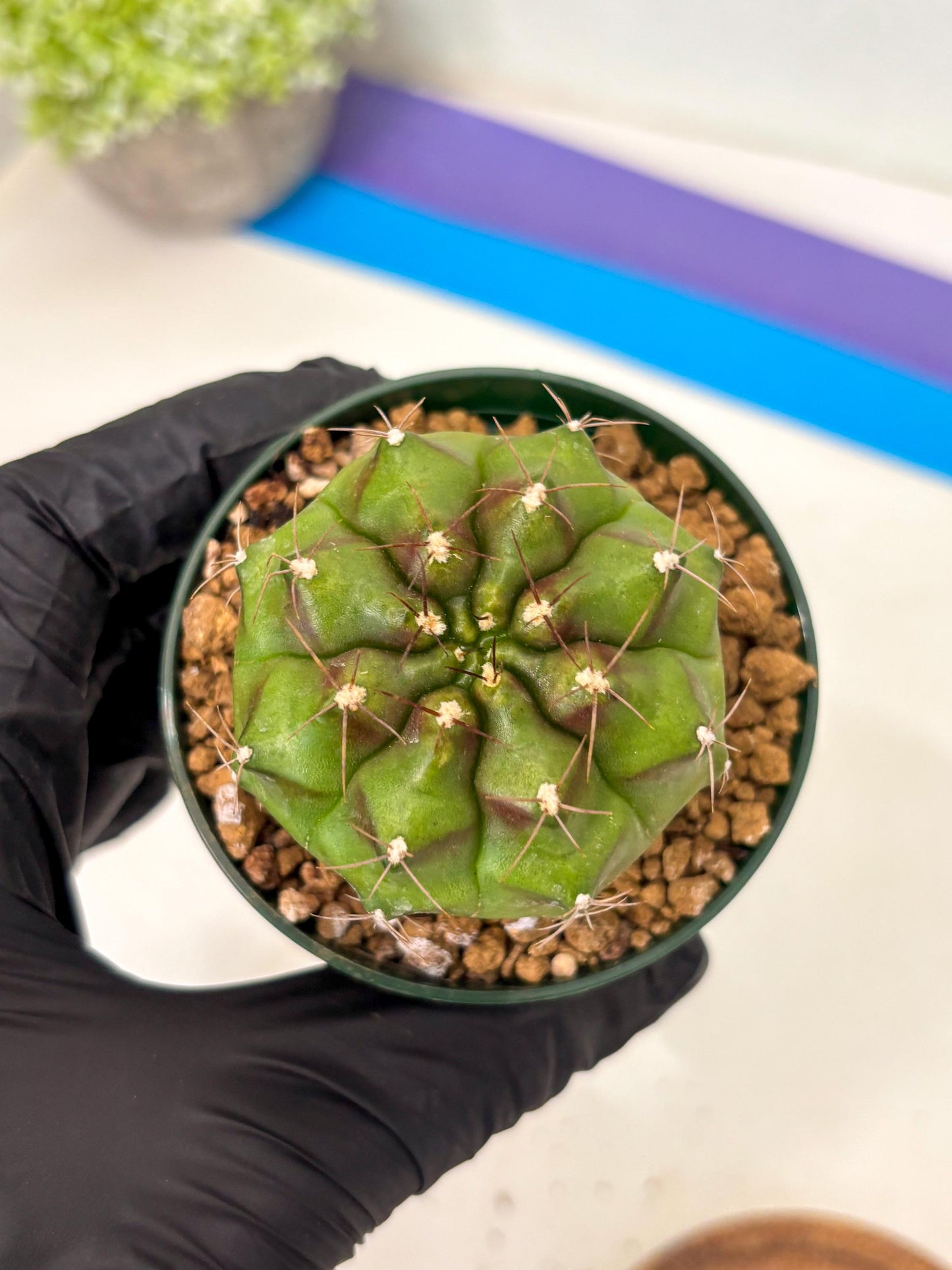 Gymnocalycium Chinese Dates (gy16) (b5) | Rare Hybrids