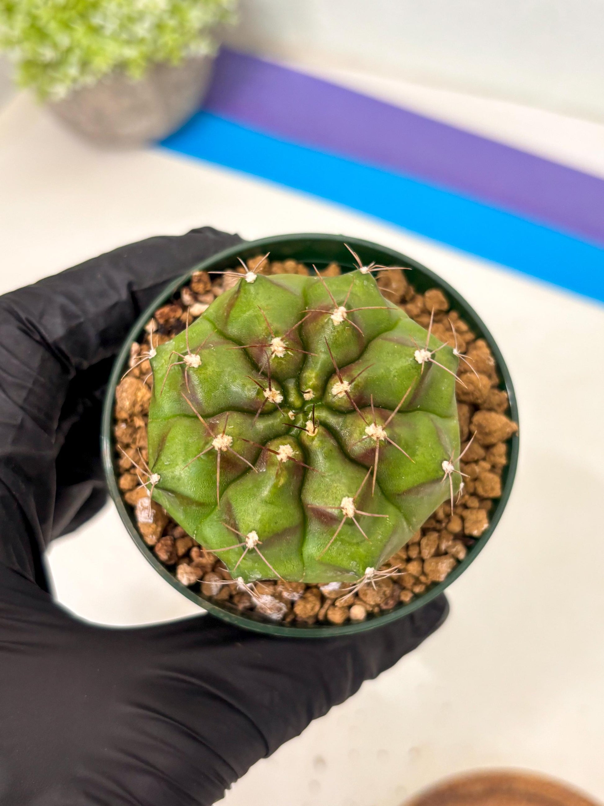 Gymnocalycium Chinese Dates (gy16) (b5) | Rare Hybrids
