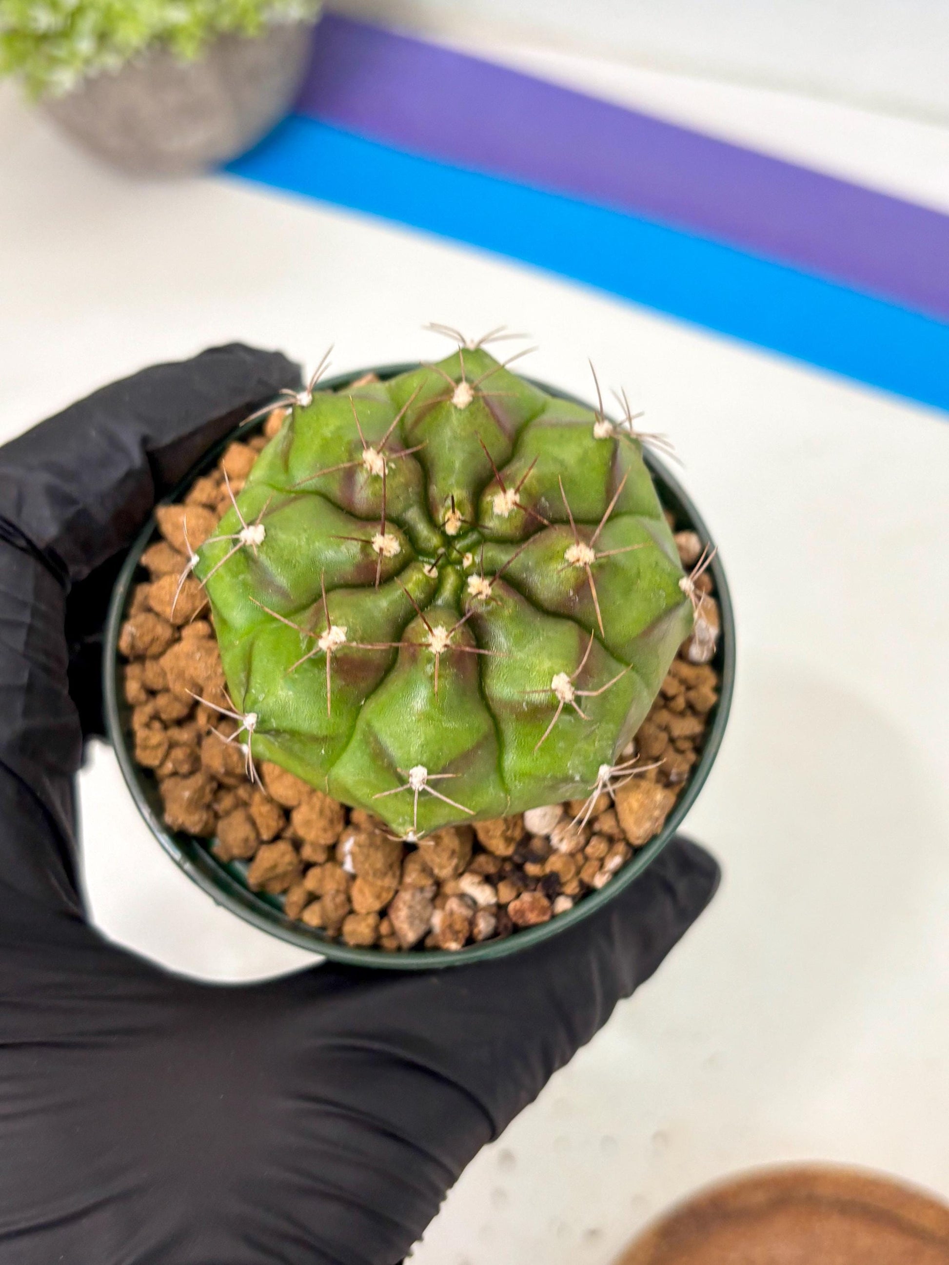 Gymnocalycium Chinese Dates (gy16) (b5) | Rare Hybrids