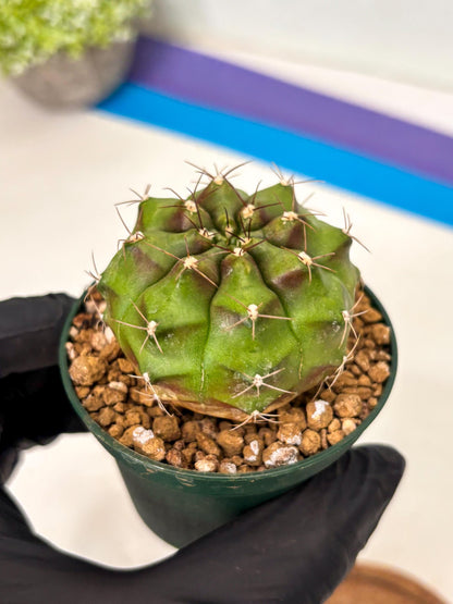 Gymnocalycium Chinese Dates (gy16) (b5) | Rare Hybrids