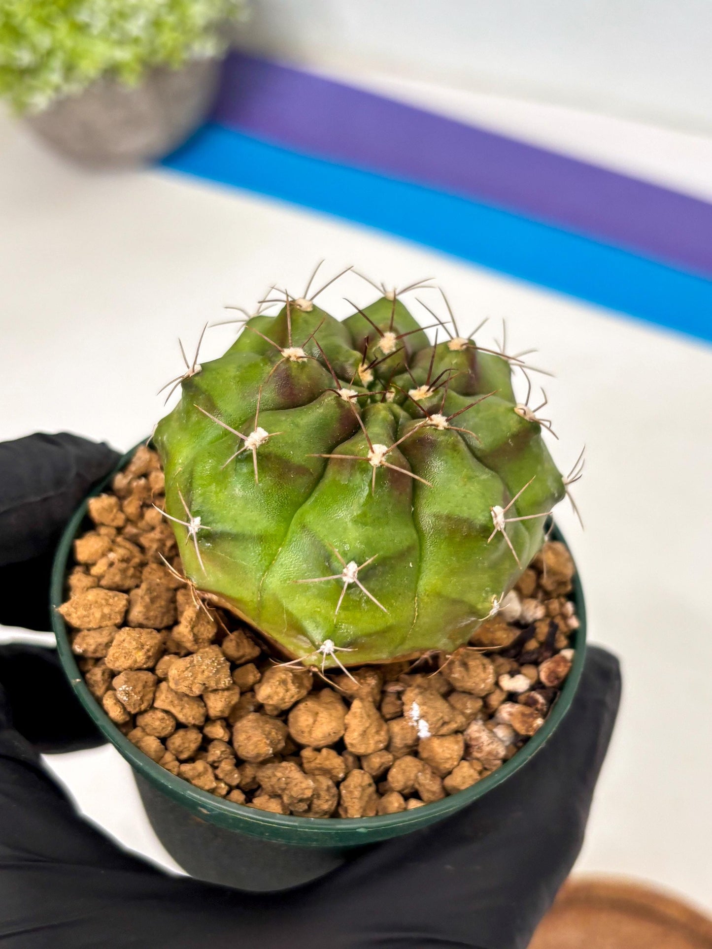 Gymnocalycium Chinese Dates (gy16) (b5) | Rare Hybrids