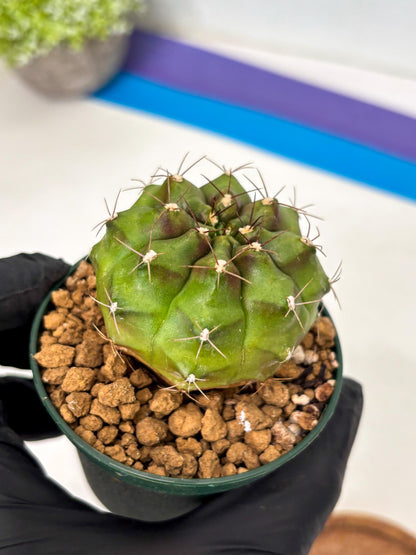 Gymnocalycium Chinese Dates (gy16) (b5) | Rare Hybrids