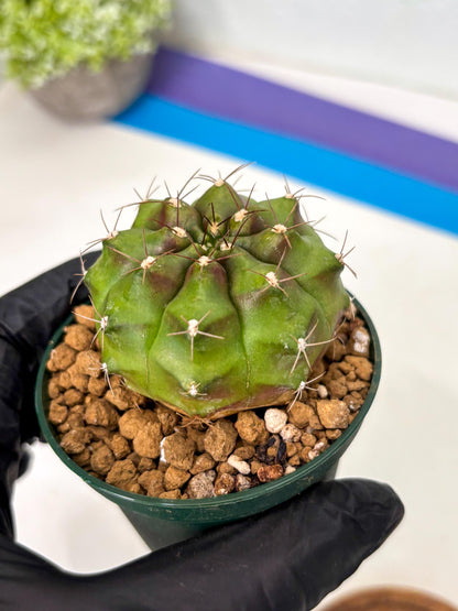 Gymnocalycium Chinese Dates (gy16) (b5) | Rare Hybrids