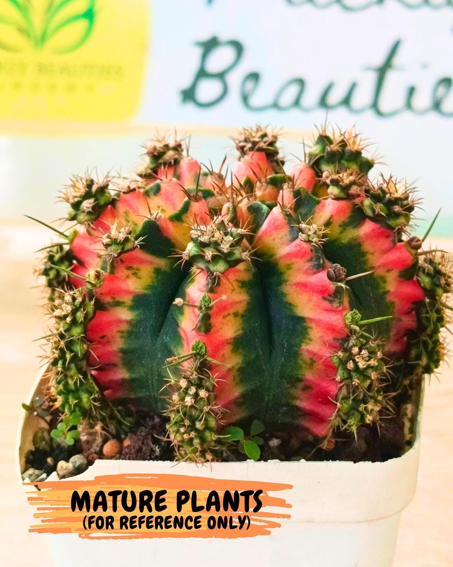 Gymnocalycium Multicolor (gy16) (r6) | Special Hybrid cactus
