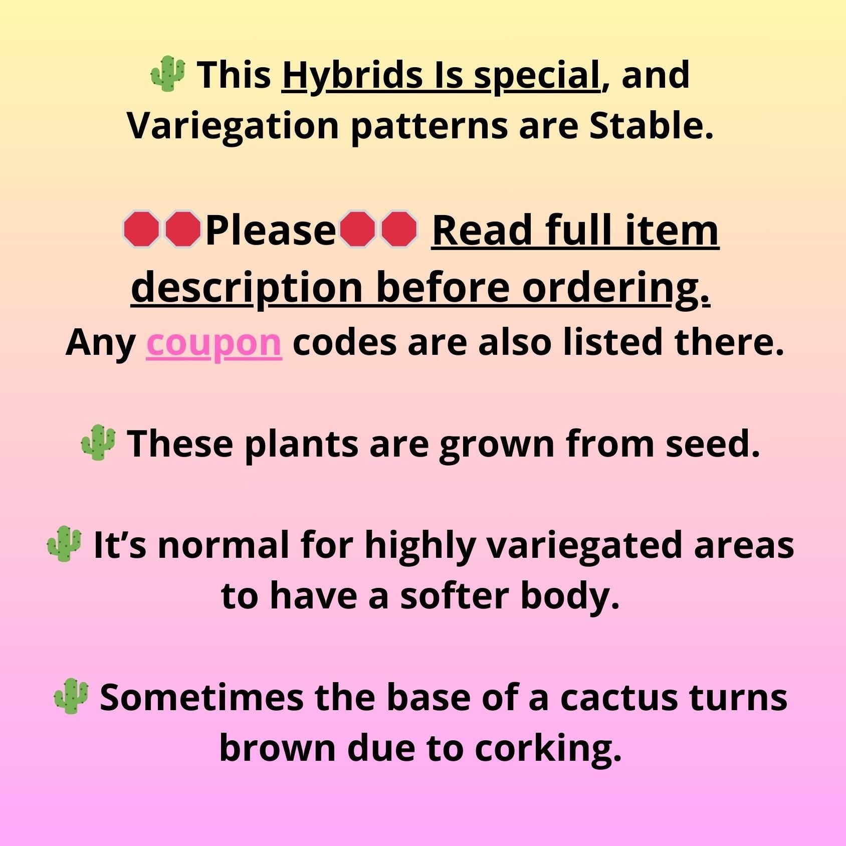 Gymnocalycium Multicolor (gy16) (r5) | Special Hybrid cactus
