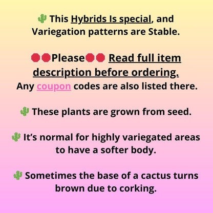 Gymnocalycium Multicolor (gy16) (r5) | Special Hybrid cactus
