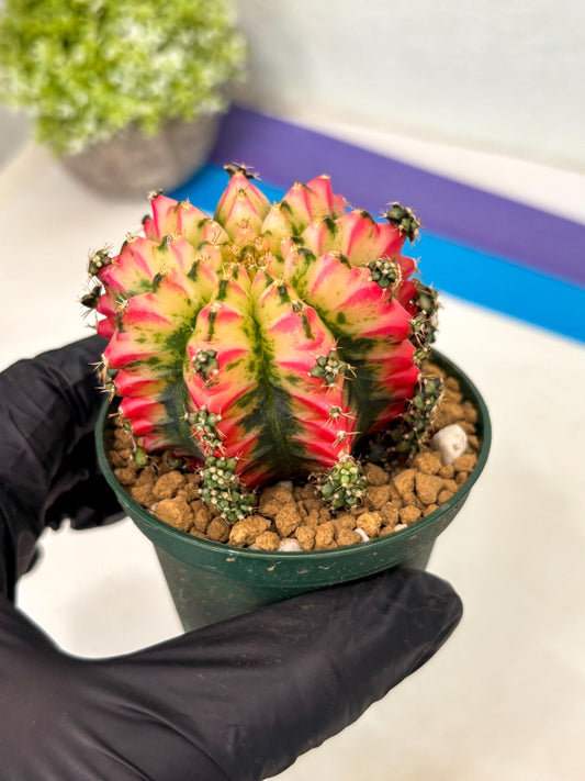 Gymnocalycium Multicolor (gy16) (r2) | Special Hybrid cactus