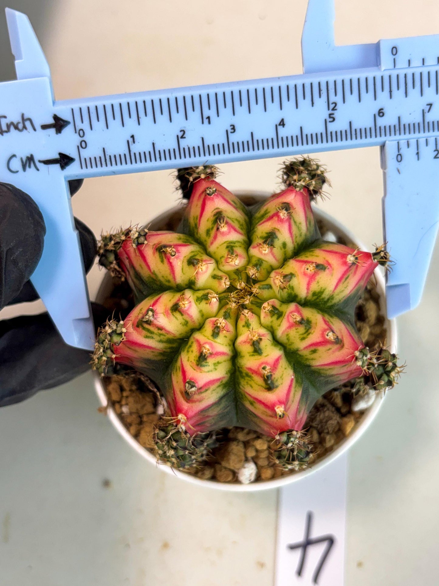 Gymnocalycium Multicolor (gy16) (r4) | Special Hybrid cactus