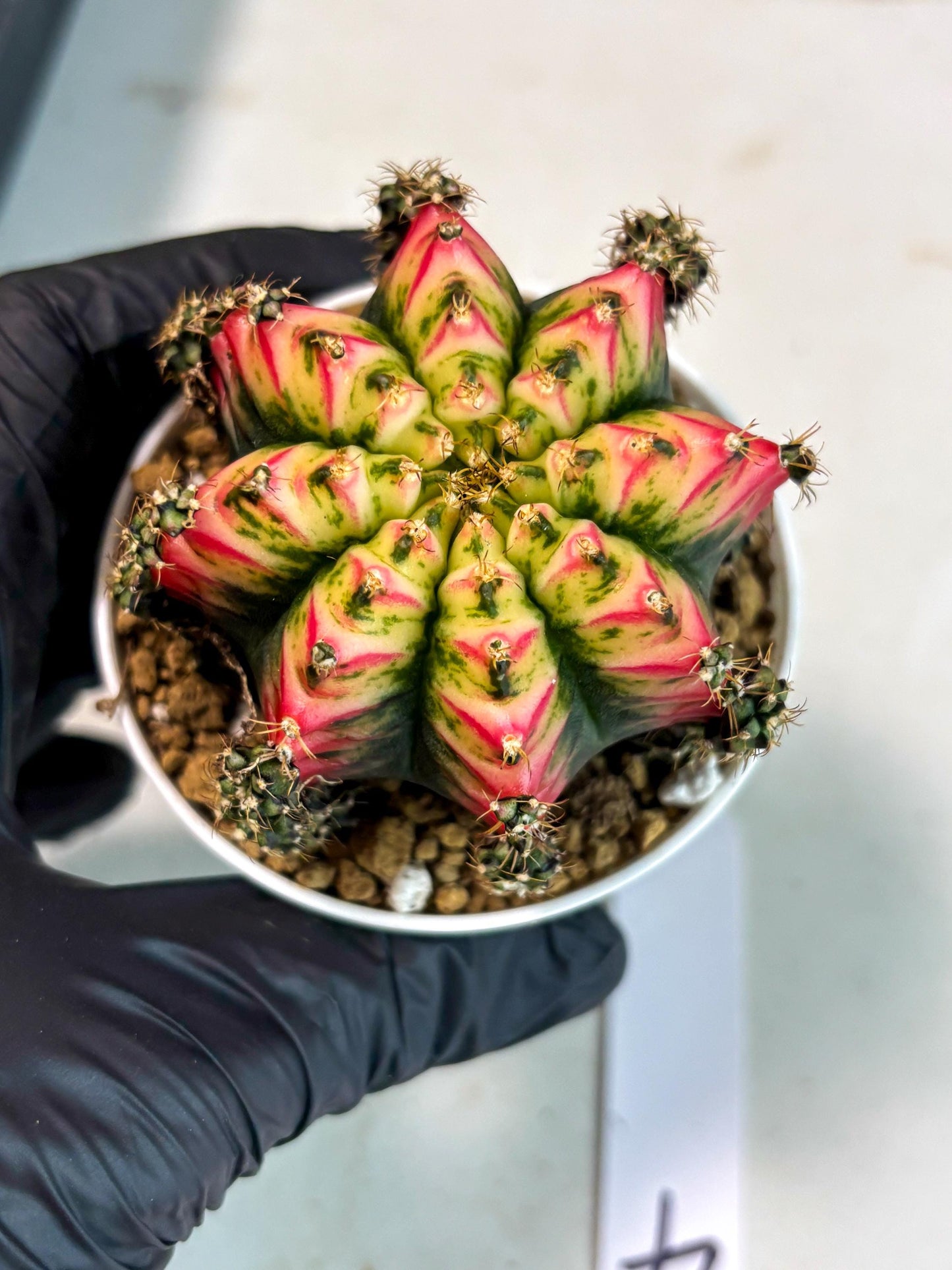 Gymnocalycium Multicolor (gy16) (r4) | Special Hybrid cactus