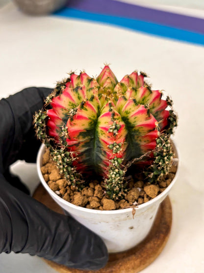 Gymnocalycium Multicolor (gy16) (r4) | Special Hybrid cactus