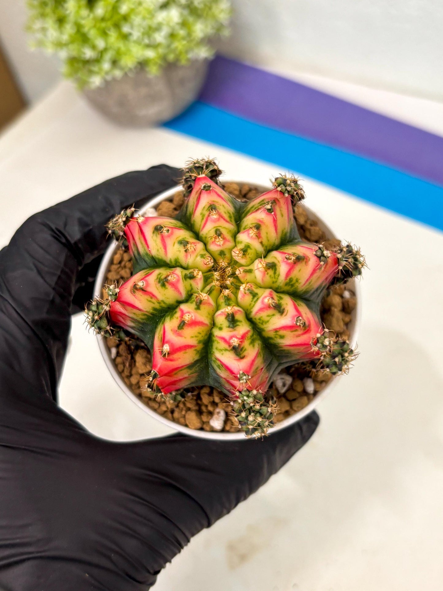 Gymnocalycium Multicolor (gy16) (r4) | Special Hybrid cactus