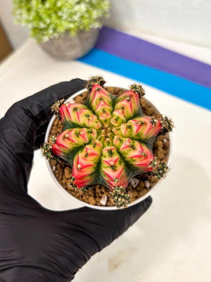 Gymnocalycium Multicolor (gy16) (r4) | Special Hybrid cactus