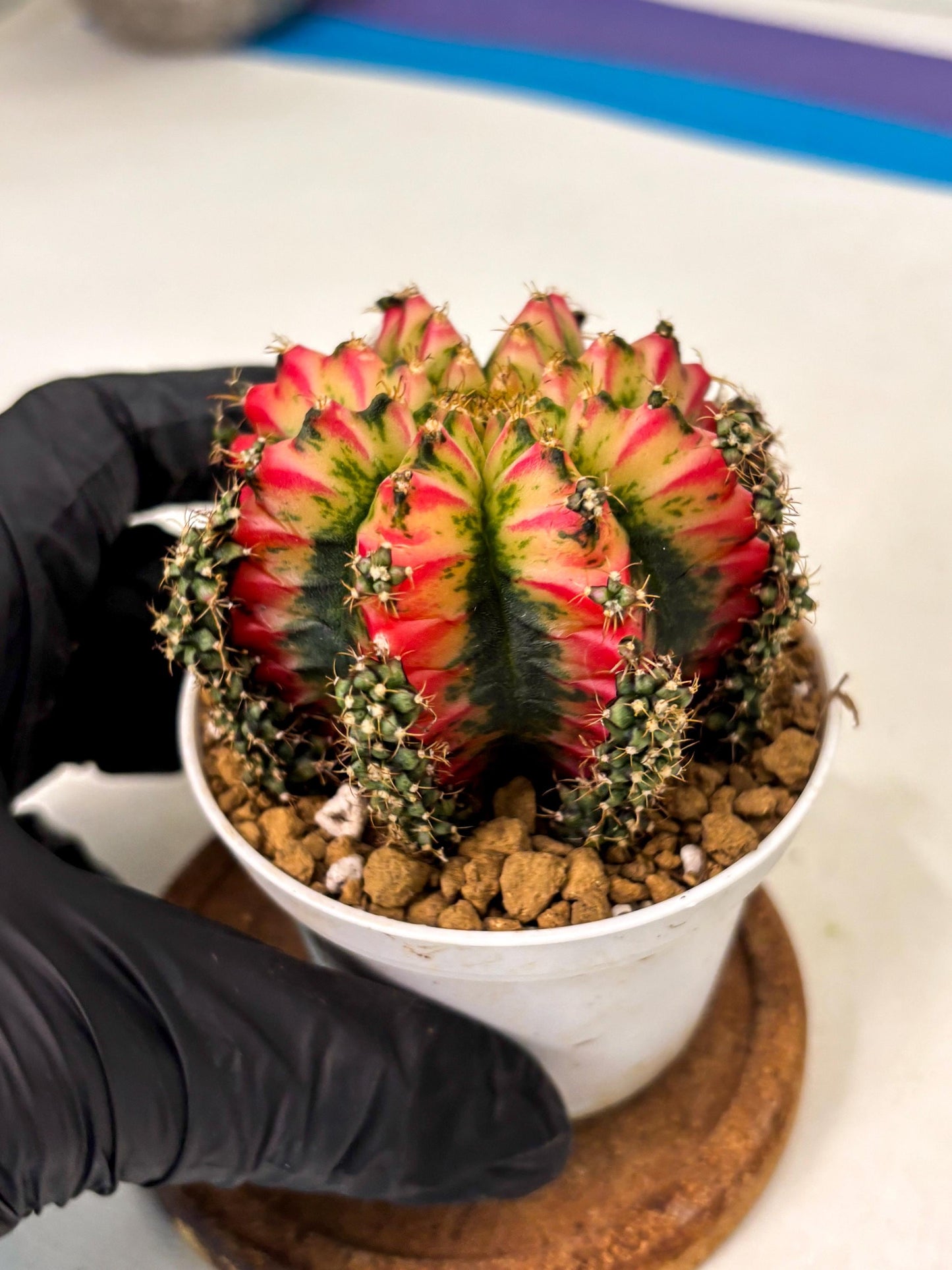 Gymnocalycium Multicolor (gy16) (r4) | Special Hybrid cactus