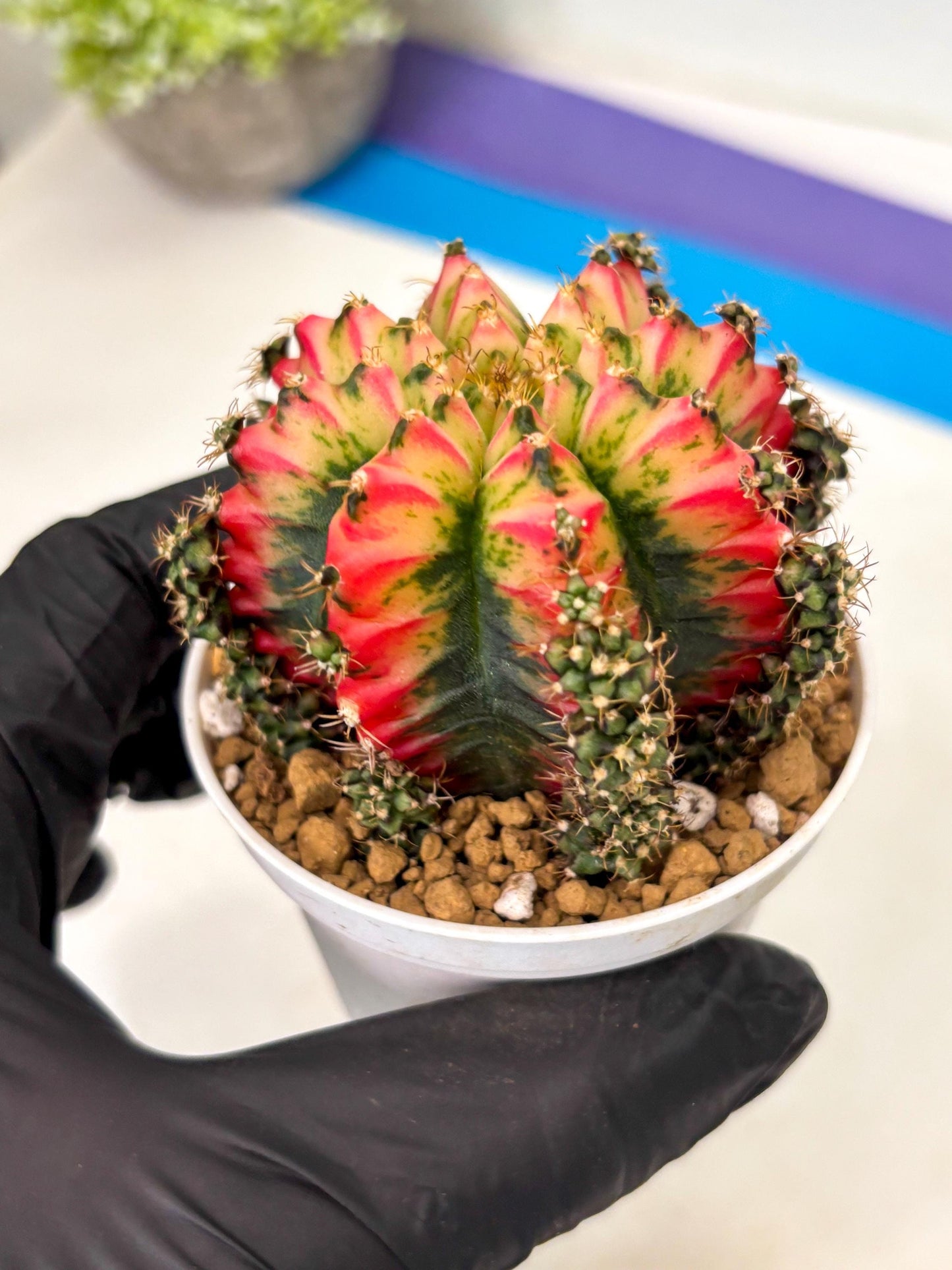 Gymnocalycium Multicolor (gy16) (r4) | Special Hybrid cactus