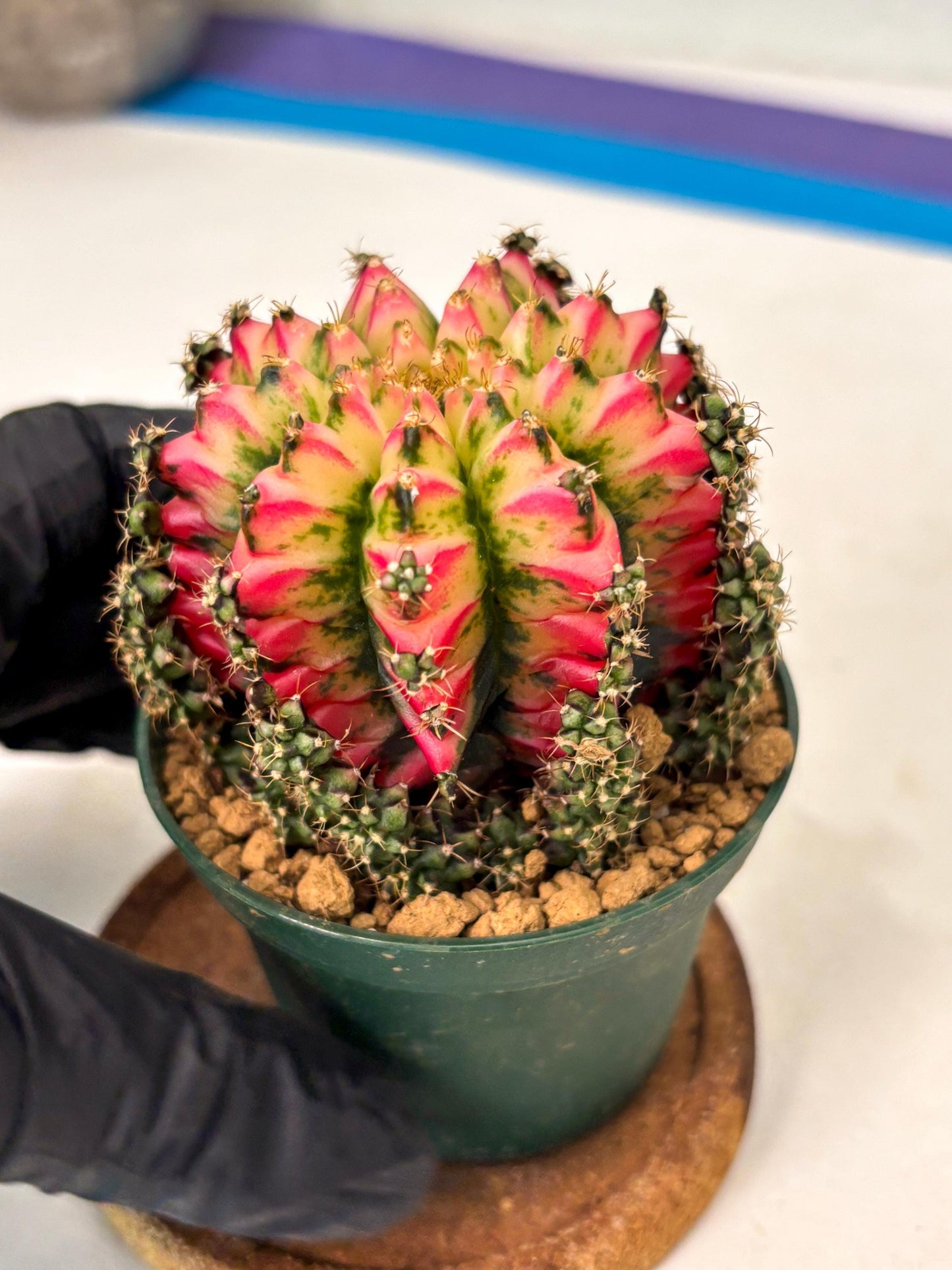 Gymnocalycium Multicolor (gy16) (r5) | Special Hybrid cactus