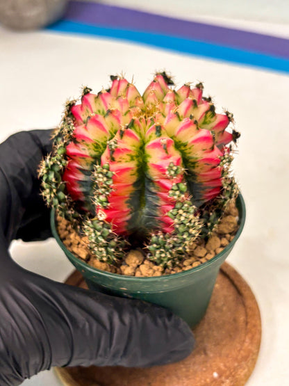 Gymnocalycium Multicolor (gy16) (r5) | Special Hybrid cactus