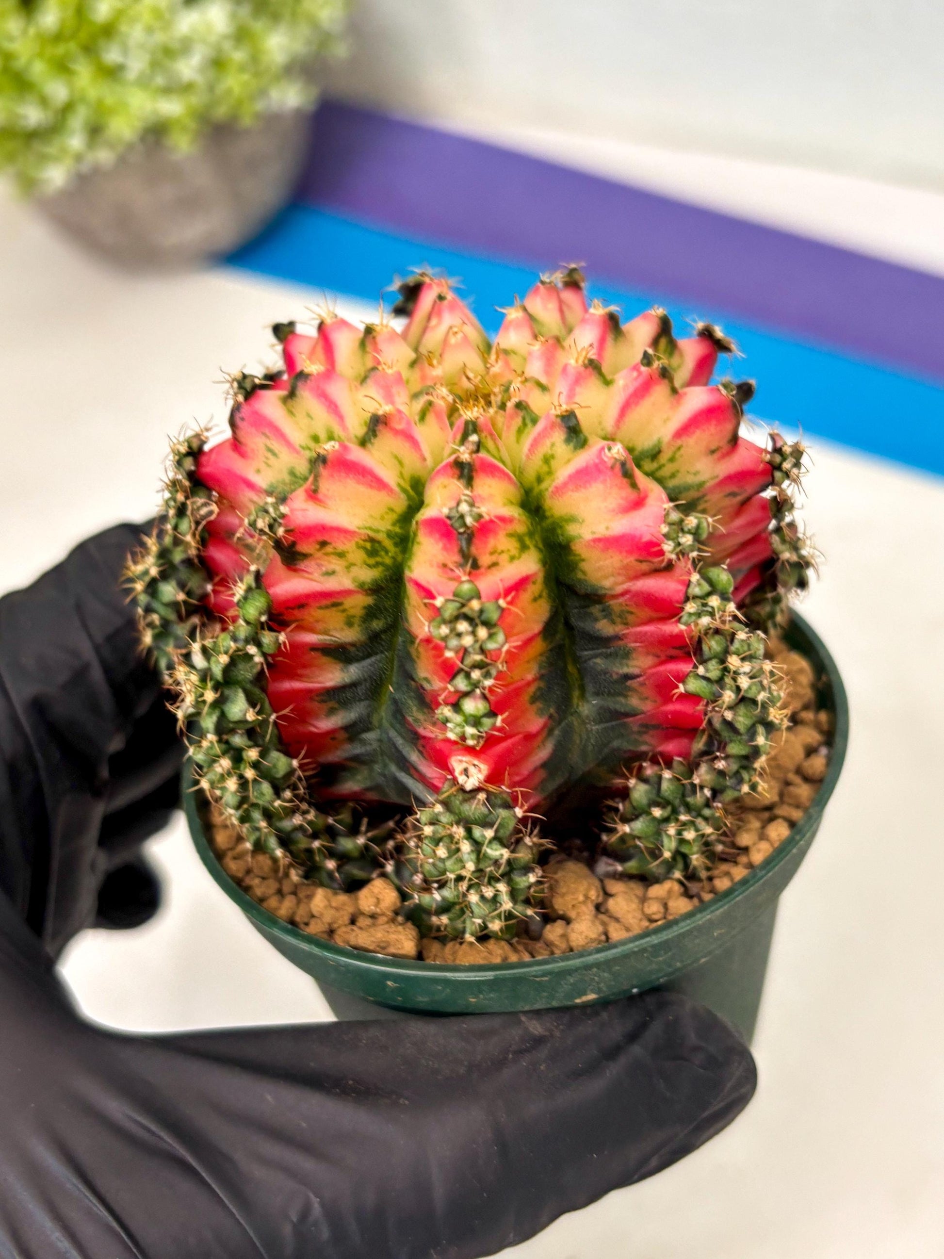 Gymnocalycium Multicolor (gy16) (r5) | Special Hybrid cactus