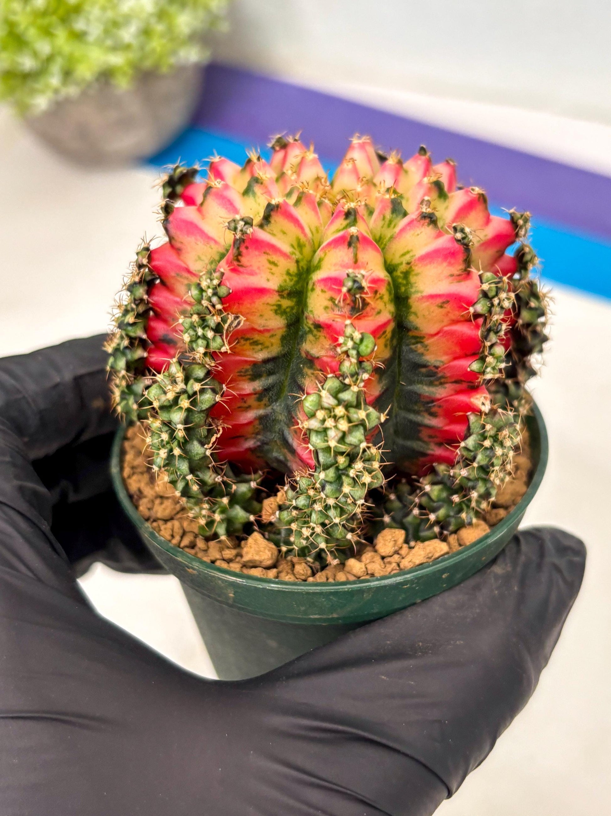 Gymnocalycium Multicolor (gy16) (r5) | Special Hybrid cactus