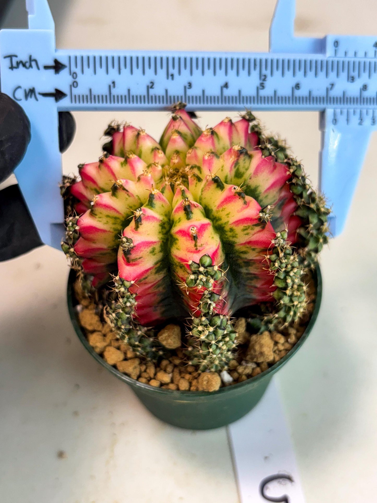 Gymnocalycium Multicolor (gy16) (r5) | Special Hybrid cactus