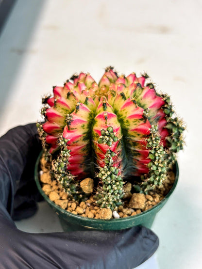 Gymnocalycium Multicolor (gy16) (r5) | Special Hybrid cactus