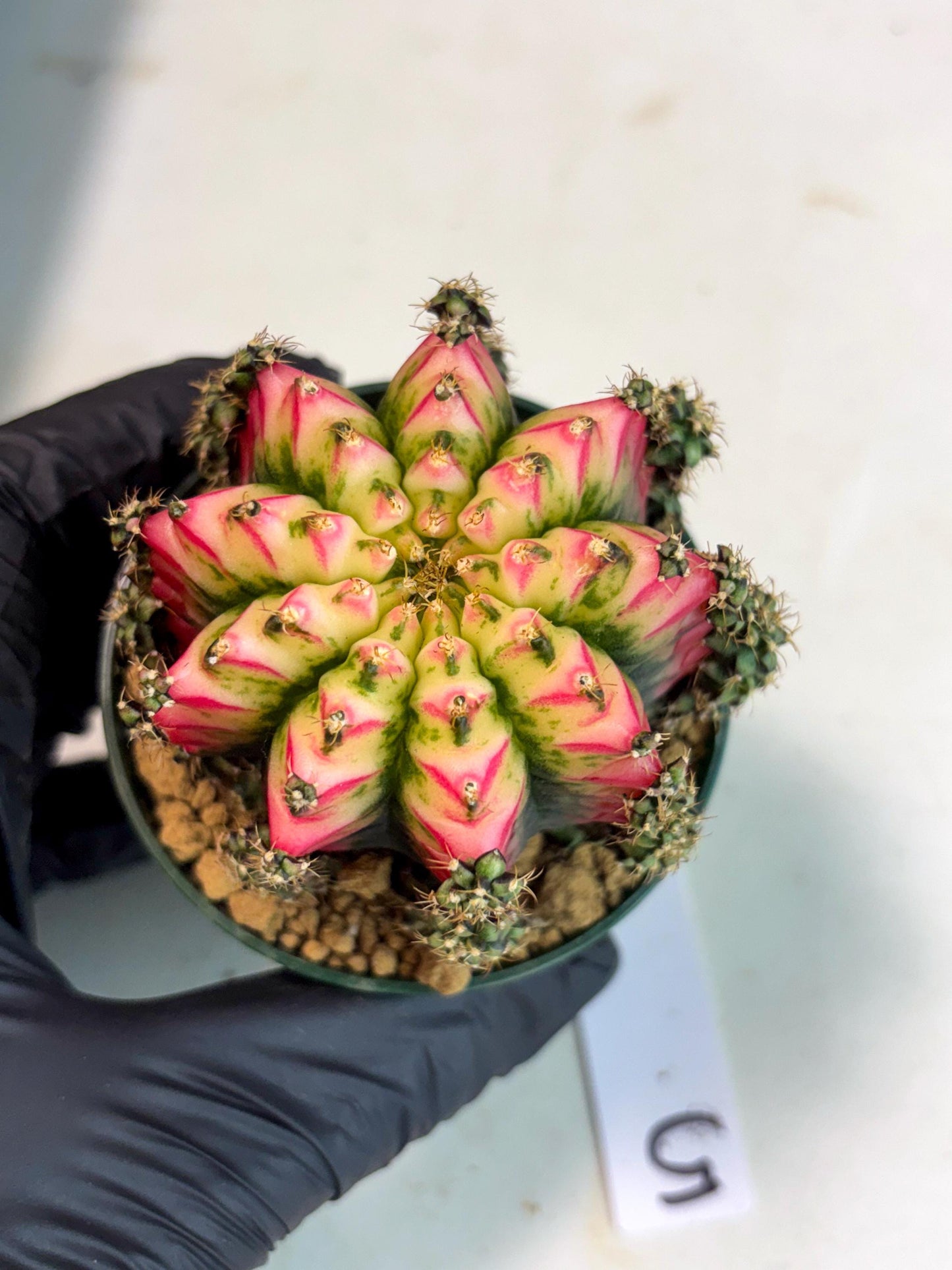 Gymnocalycium Multicolor (gy16) (r5) | Special Hybrid cactus