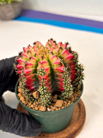 Gymnocalycium Multicolor (gy16) (r5) | Special Hybrid cactus