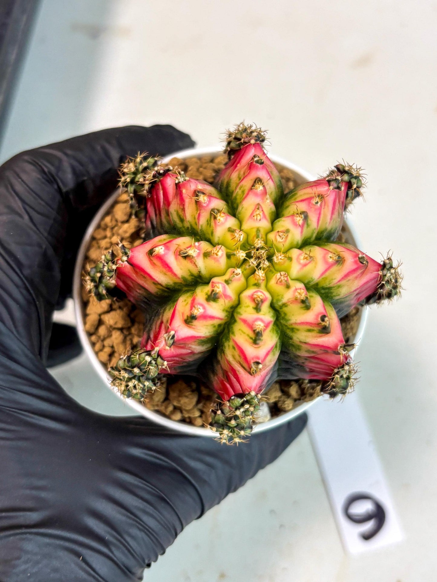 Gymnocalycium Multicolor (gy16) (r6) | Special Hybrid cactus