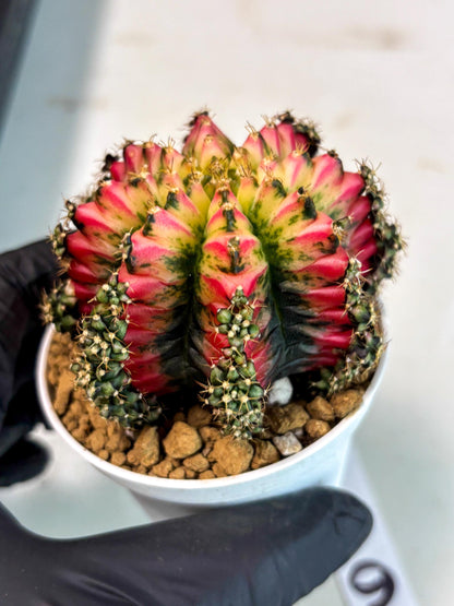 Gymnocalycium Multicolor (gy16) (r6) | Special Hybrid cactus