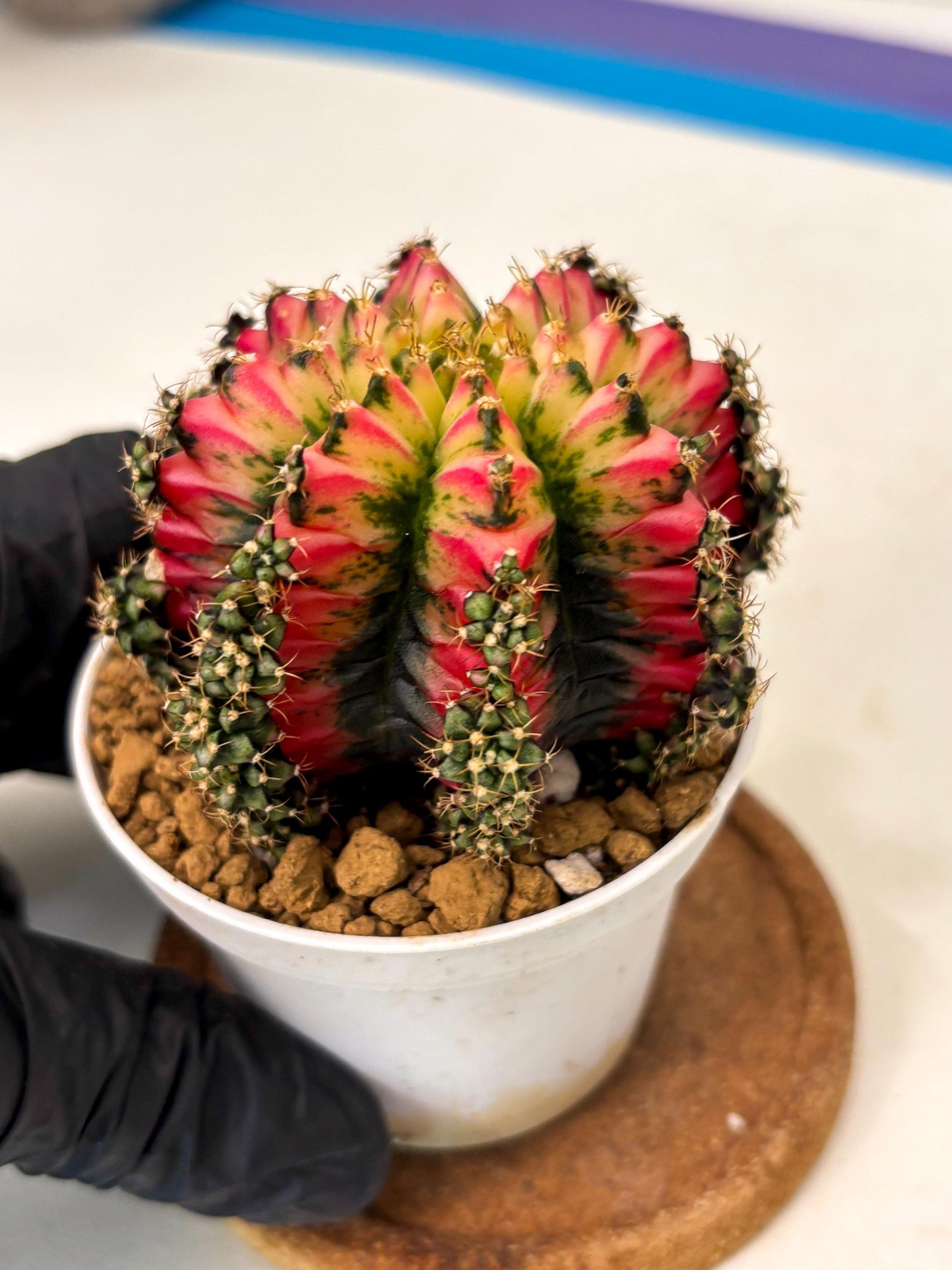 Gymnocalycium Multicolor (gy16) (r6) | Special Hybrid cactus