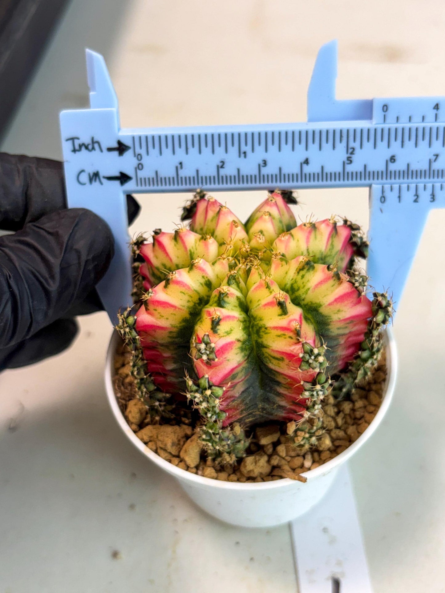 Gymnocalycium Multicolor (gy16) (r7) | Special Hybrid cactus