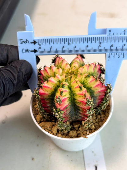 Gymnocalycium Multicolor (gy16) (r7) | Special Hybrid cactus
