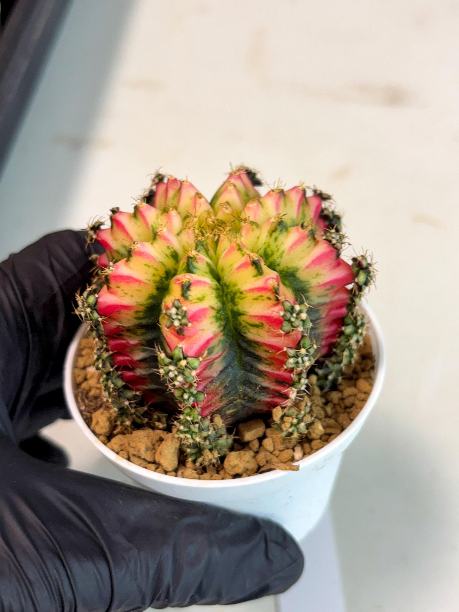 Gymnocalycium Multicolor (gy16) (r7) | Special Hybrid cactus