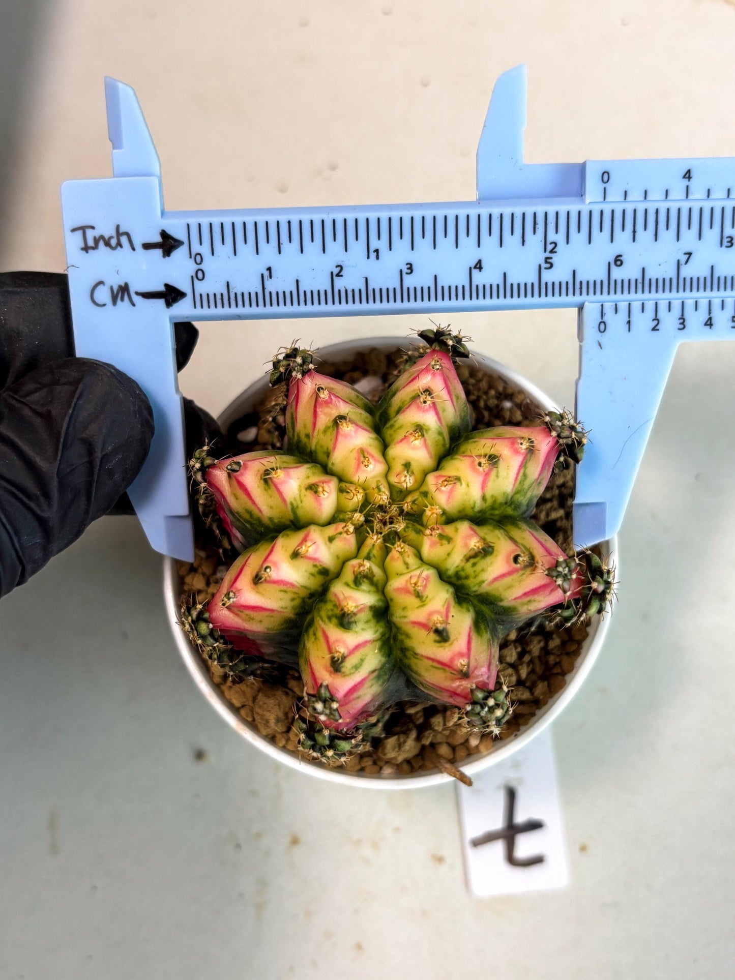 Gymnocalycium Multicolor (gy16) (r7) | Special Hybrid cactus