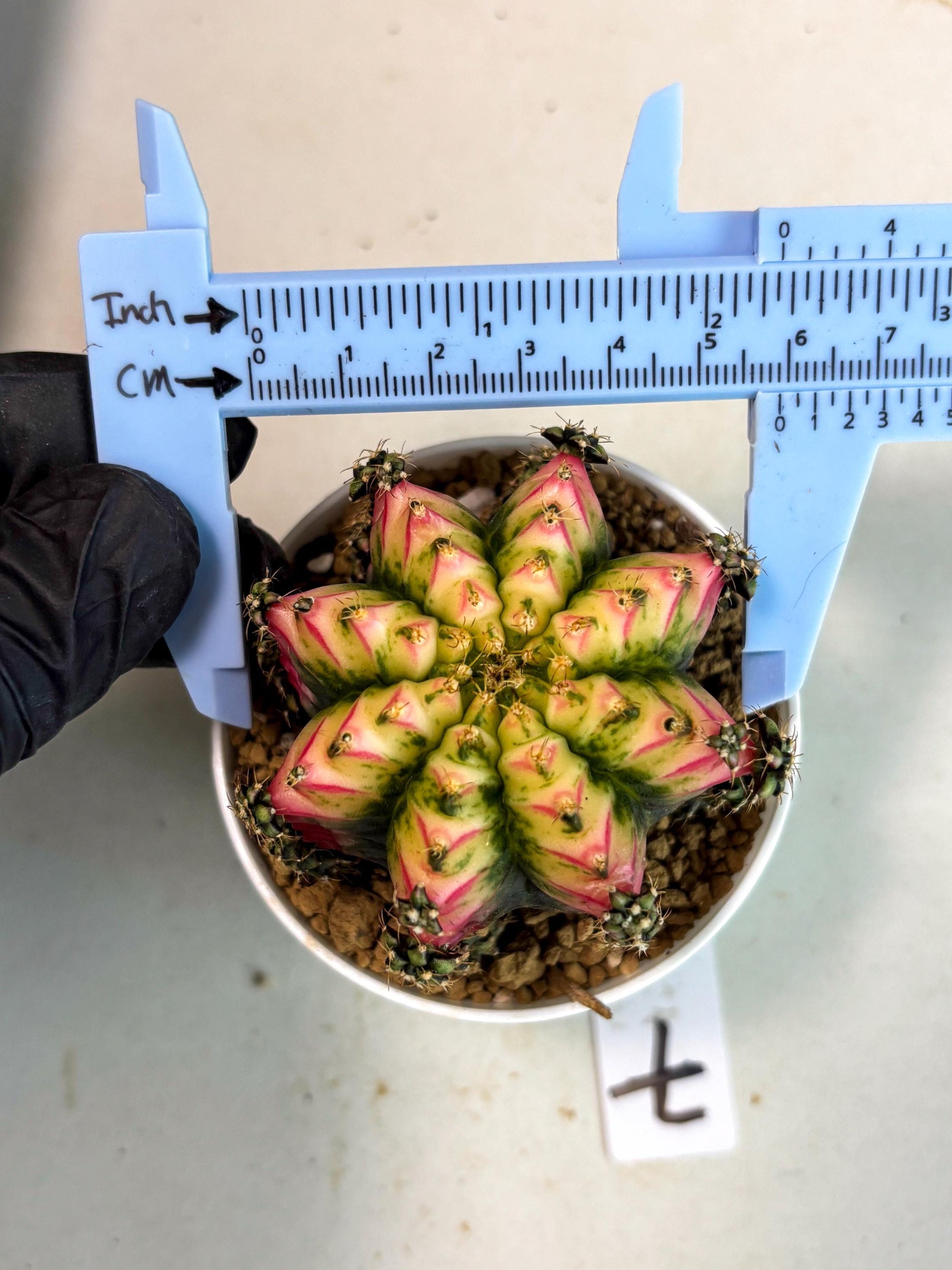 Gymnocalycium Multicolor (gy16) (r7) | Special Hybrid cactus