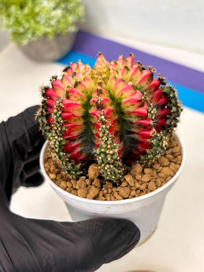 Gymnocalycium Multicolor (gy16) (r6) | Special Hybrid cactus