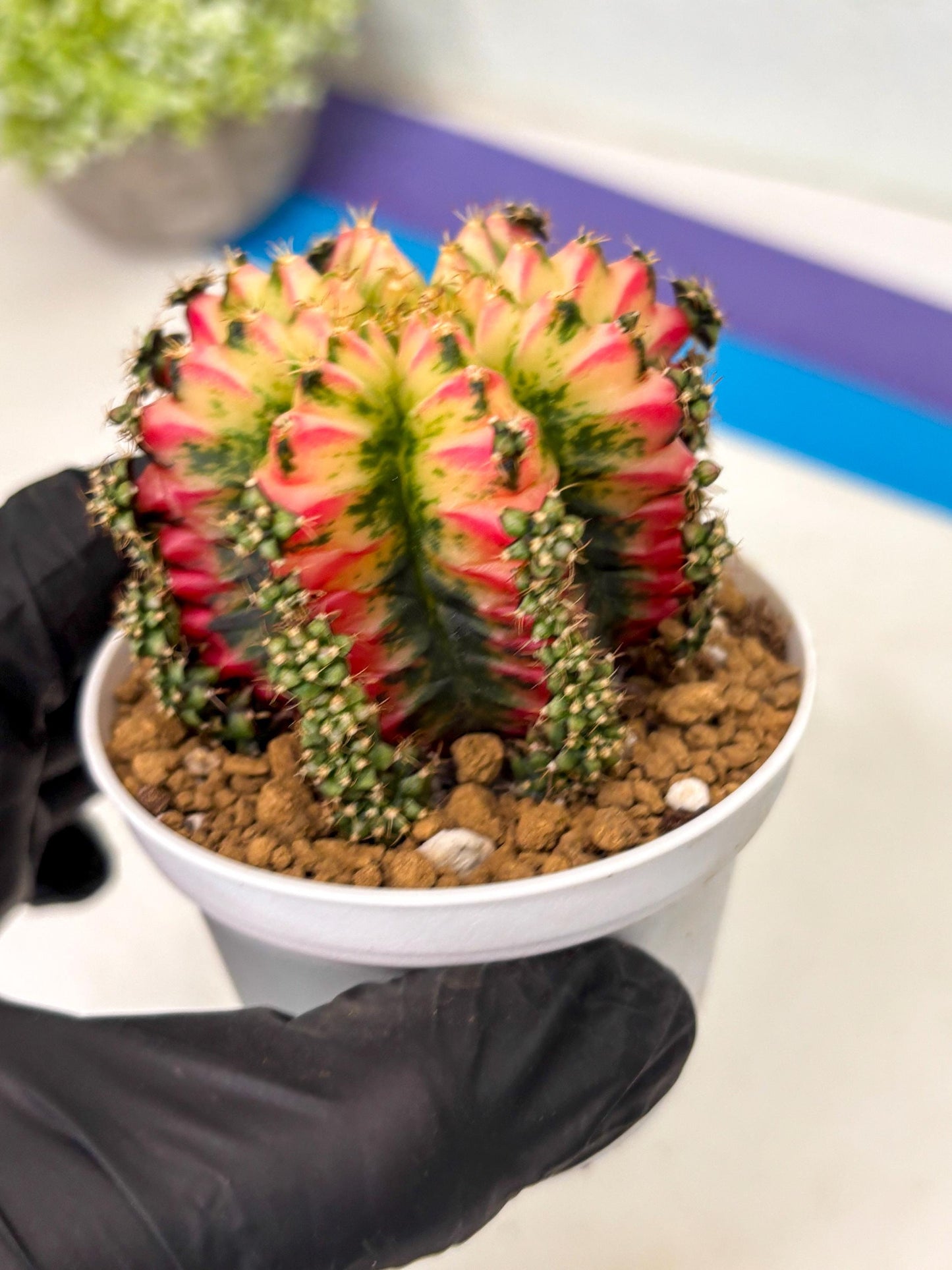 Gymnocalycium Multicolor (gy16) (r7) | Special Hybrid cactus