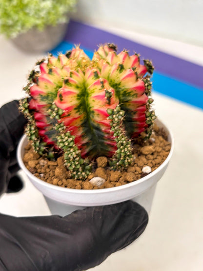 Gymnocalycium Multicolor (gy16) (r7) | Special Hybrid cactus