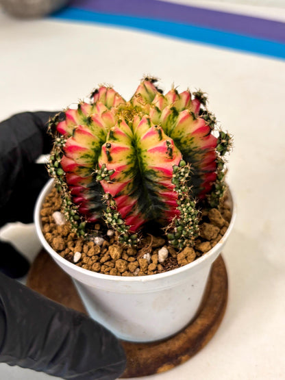 Gymnocalycium Multicolor (gy16) (r7) | Special Hybrid cactus