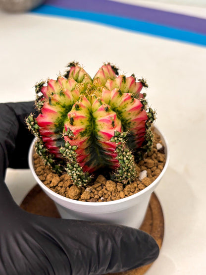 Gymnocalycium Multicolor (gy16) (r7) | Special Hybrid cactus