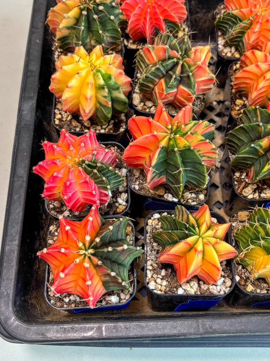 Gymnocalycium Var (AY) (a) | Choose your own plant! 2 Inch Pot