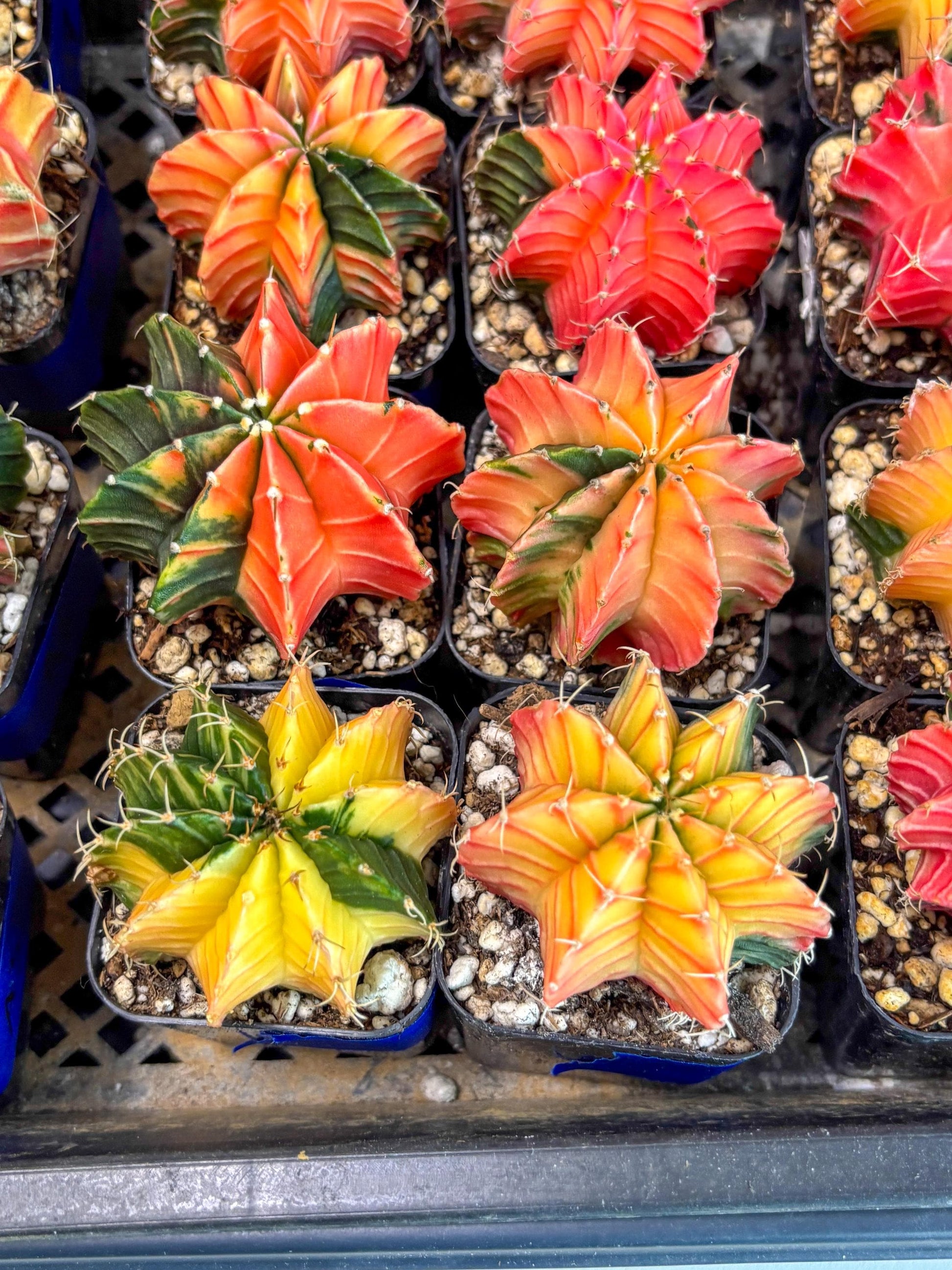 Gymnocalycium Var (AY) (b) | Choose your own plant! 2 Inch Pot